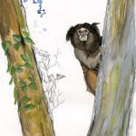 sagui paloma